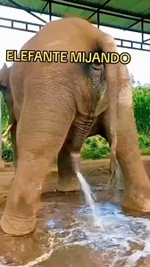 14K views · 48 reactions | What’s going on #elephant #trendingvideo | Visual tv | Facebook