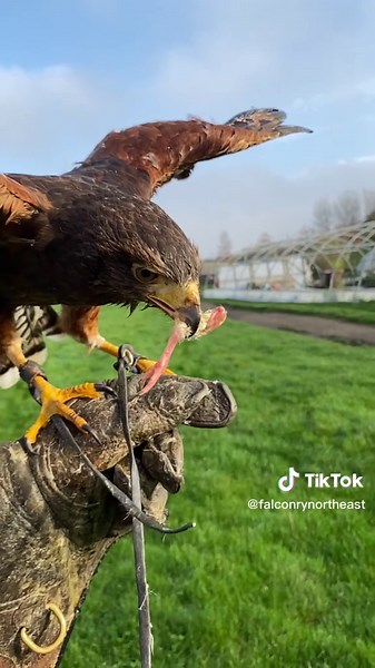 Exploring Falconry with the Harris Hawk in Northeast