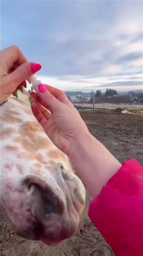 Error 404: Horse logic not found. 🚫#shorts #funnyhorse #horsememes