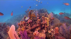 2.6K reactions · 830 shares | Learning to dive in the #FloridaKeys will give you an up-close and personal look at one of the greatest spectacles on earth. | The Florida Keys & Key West | Facebook
