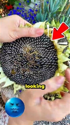 The Sunflower Secret That Triggers Trypophobia