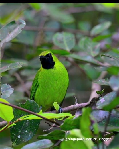 Green Leafbird at Rainforest Discovery Centre (Sepilok) in Malaysia
