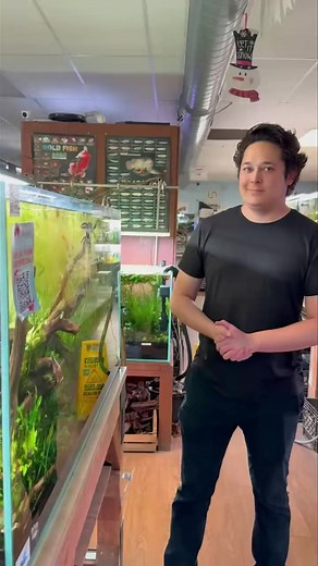 Beautiful custom Angelfish aquarium setup available — designed for elegance and tranquility. This full setup includes a spacious, crystal-clear tank, efficient filtration, heater, lighting, and aquascaping décor tailored to highlight the graceful movement of angelfish. Perfect for hobbyists seeking a stunning centerpiece with healthy, well-balanced water conditions. A complete, ready-to-enjoy aquatic display featuring one of the most iconic freshwater fish species. | Pet Zone Tropical Fish, San 
