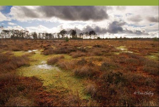 EU-funded project helps to restore Ireland's raised bogs