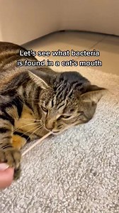 Pasteurella multocida It's gram negative, zoonotic bacteria. It's oxidase positive. It's a natural inhabitant of skin, oral cavity, and digestive tract of cats. It can spread to humans via bite wounds when the cat's saliva enters the open wound. It causes Pasteurellosis (named after Louis Pasteur). It can be prevented by avoiding cat bites and maintaining good oral hygiene of cats #microbiology | Microbiology World