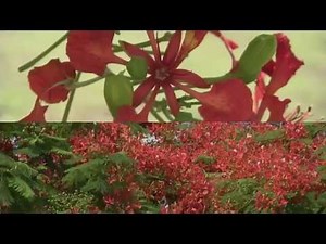 Royal Poinciana Trees in Bloom