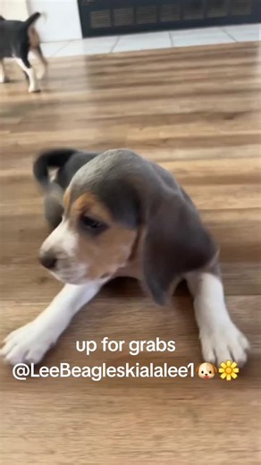 Beautiful Beagle Puppy Available for Adoption
