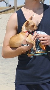 1.9K views · 7.9K reactions |  Try DOGTV FREE! Enjoy the best entertainment for you and your furry friend. DOGTV offers premium streaming content, available anytime, anywhere. Start today! | DOGTV | Facebook