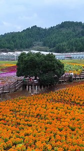 十一月——愿你有暖有爱，被岁月温柔以待