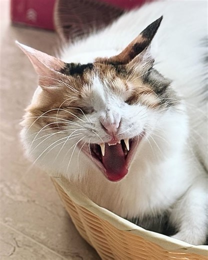 30K views · 1.4K reactions | 'Devil' Cat Doesn't Let Blindness Stop Her From Causing Chaos  We interviewed princess_cookie_monkey for this exclusive video produced by cats.com | Cats.com | Facebook