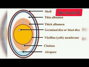WAEC 2023 Biology practical Specimens Explained | The Logic Tutor