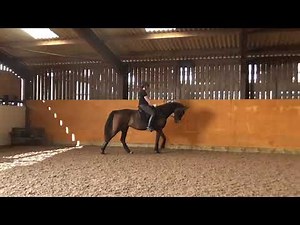 Travers and half-pass for beginners