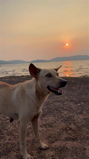 #หมา #หมาน่ารัก #หมาตลก