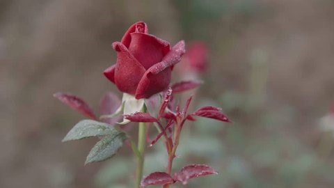 clip-3995288267-various-types-roses-have-bloomed-garden