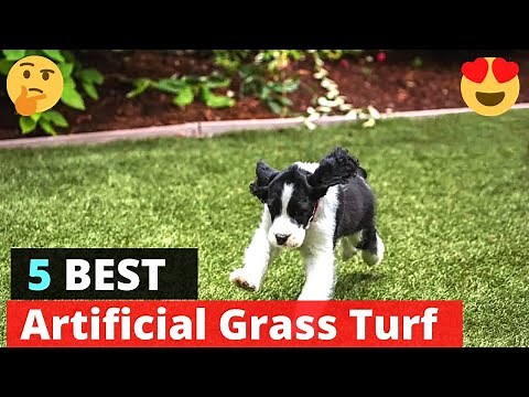What are the 5 Best Artificial Grass Turfs for Dogs?