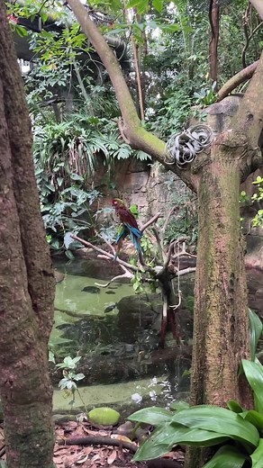 A cloudy day inside the Rainforest Pyramid #MoodyGardens #Rainforest #Zoo #Birds #Tropical