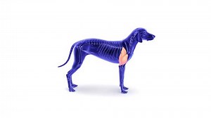 Dog Triceps Brachii Muscle Anatomy Medical 库存影片视频（100% 免版税）3741400505 | Shutterstock