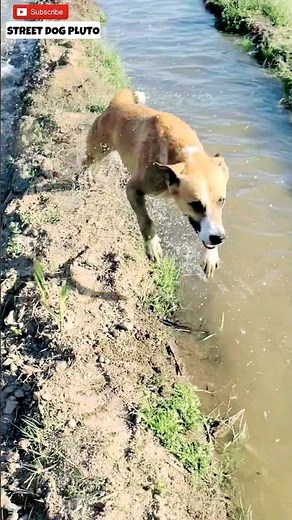 Pluto runs faster than a horse 😦 | #73 | #shorts #minivlog #vlog #dog