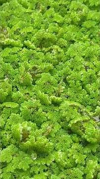 PANGEA: Cultivando el Futuro 🌱 #azolla Filiculoides #biotecnologia #biogenica #panama #biología