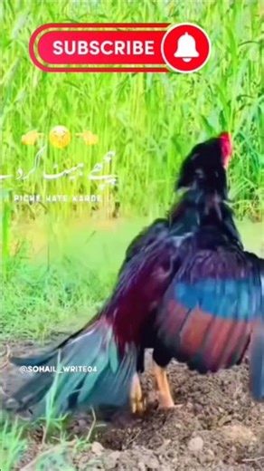 REAL Rooster Crowing Sound Effect