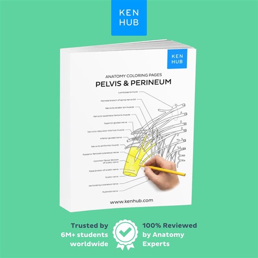 Pelvis Anatomy Coloring Worksheets, 35 Pages | Pelvic Floor, Reproductive PDF | Kenhub - Etsy Australia