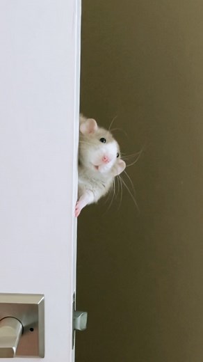 RATS HAVE FEELINGS TOO on Instagram: "I’ll be watching you. #Roux is one of those #rats that will pop up out of nowhere! I can’t tell you how many times I’ll be thinking she’s across the room and then BOOM suddenly she’s right next to me staring deeply into my eyes! 😆 She’s like a ninja! I can’t get enough of Roux’s face and little innocent eyes. She makes my heart melt!!! 💕🐭👀 * * * #ratshavefeelingstoo #rhft #rat #rattie #petrats #ratsofinstagram #ratstagram #rattiesofinstagram #ratsofig #i