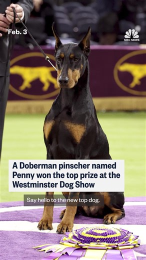 Penny, a Doberman pinscher, beat out nearly 2,500 other dogs to be named Best in Show at the Westminster Dog Show. | NBC News
