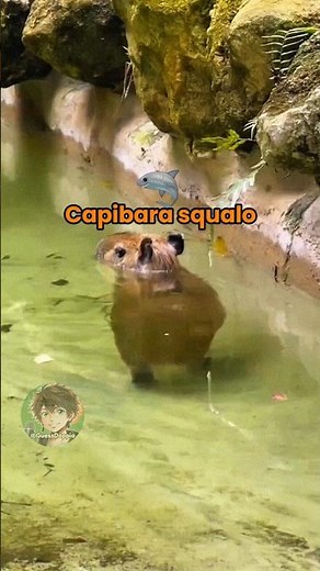 Vita da animali 🦈 EP. 79