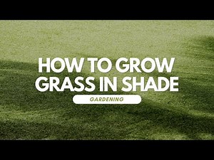 How To Grow Grass In Shade