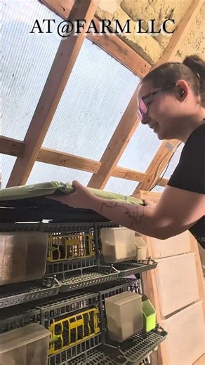 Quail Poop tray exchange