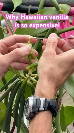 Why Hawaiian Vanilla Is So Expensive 👀 | Hand Pollinating in Hawaiʻi