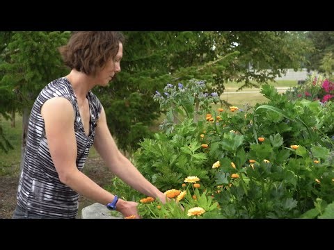 Gardening in Raised Beds — In the Alaska Garden with Heidi Rader