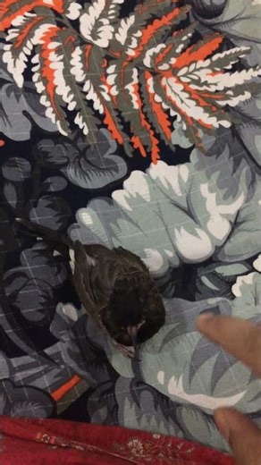 “Bulbul After Full Charge — So Hyper! 😂⚡”/My Little Bulbul