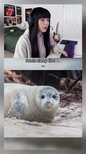 How Do Animals Sleep?