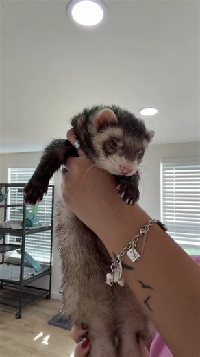 Ferret Wakes Up Reluctantly and Refuses to Dance
