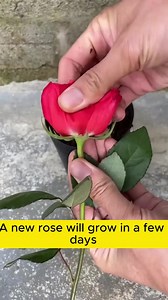 Professional rose extraction #gardeningtips #gardeninglife | Seed to Flower
