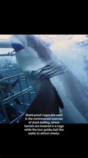 131K views · 1.6K reactions | Shark cage diving is generally safe, with no fatalities from shark attacks in accidents. Most sharks pose little to no threat to divers, and attacks are rare. Divers are briefed before each dive and provided with safety equipment. | Oceanic Society | Facebook
