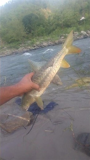 Catching Mountain Fish By Fisherman !! #shorts #fishing