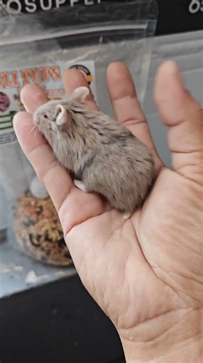 Campbell dwarf hamster Mosaic