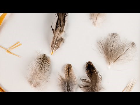 All about feathers for fly tying