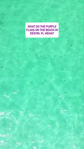 108K views · 16K reactions | Beach Flag Safety System Warning Colors Purple - Marine pest (jellyfish, stingrays and dangerous fish) Double Red - Water closed to public use. Red - High hazard (rough conditions such as strong surf and/or currents) Yellow - Medium hazard (light surf and/or currents) Green - Low hazard (calm conditions) #destinflorida  | Destin Life | Facebook