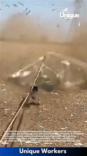 Catching pigeons with a net: people using a net to catch pigeons