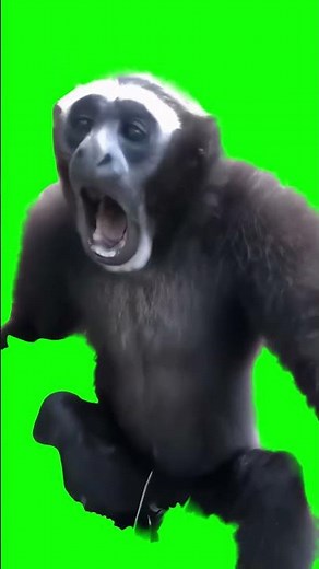 Gibbon Monkey screaming meme | GreenScreen