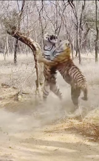 Battle of Two Bengal Tigresses - Majestic Animal Fight