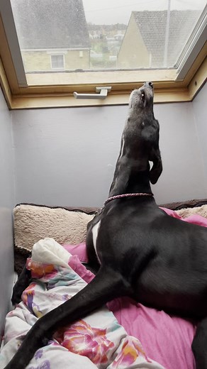 Borzoi Sounds: Greyhound Hears Them Howling