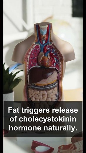 Why Fat Slows Digestion: The Science Explained