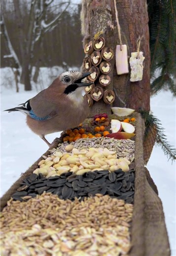 A Jay’s Day at the Winter Bird Feeder
