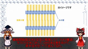 肌や細胞膜の脂質(脂質編その2)【食品化学ゆっくり解説Part6】