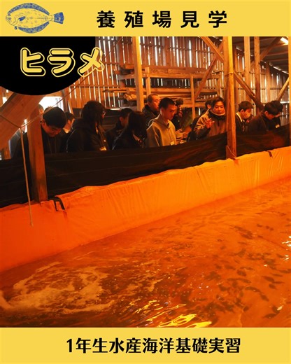 大分県立海洋科学高等学校 on Instagram: "1月23日（金）に1年生水産海洋基礎実習で津久見にある山尾水産さんを見学させていただきました。施設内には、たくさんのヒラメが泳いでおり、生徒は興味津々で、一生懸命メモを取り、活発に質問をする様子が見られました。 緑色LEDによる飼育や水槽の色などたくさんの工夫があり、養殖の奥深さを感じさせられました。 #水産高校 #漁業 #実習 #海洋科学 #大分県 #水産生物 #海洋科学高校 #資源増殖 #海洋 #高校 #ブランド水産物 #進路 #津久見市 #養殖 #海と日本プロジェクト #ヒラメ"