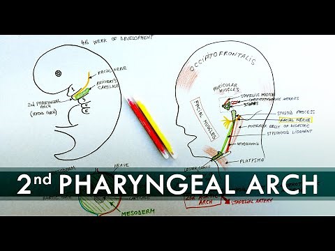 2nd Pharyngeal Arch and its derivatives | Embryology Tutorial